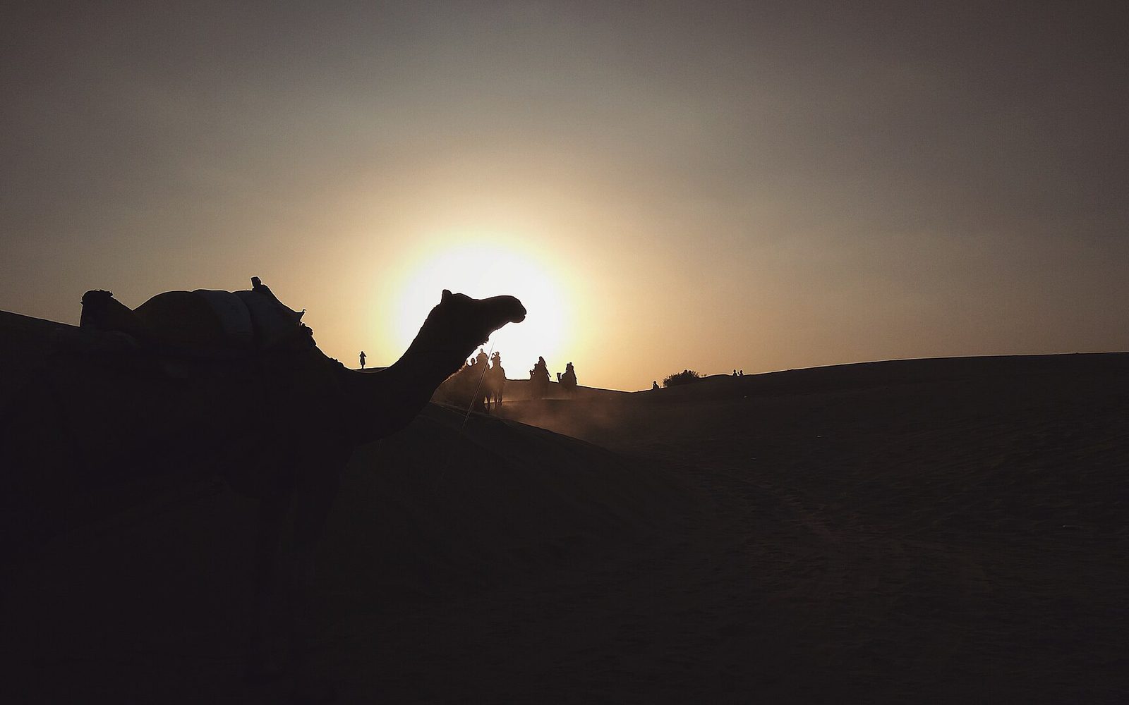 Camel Safari