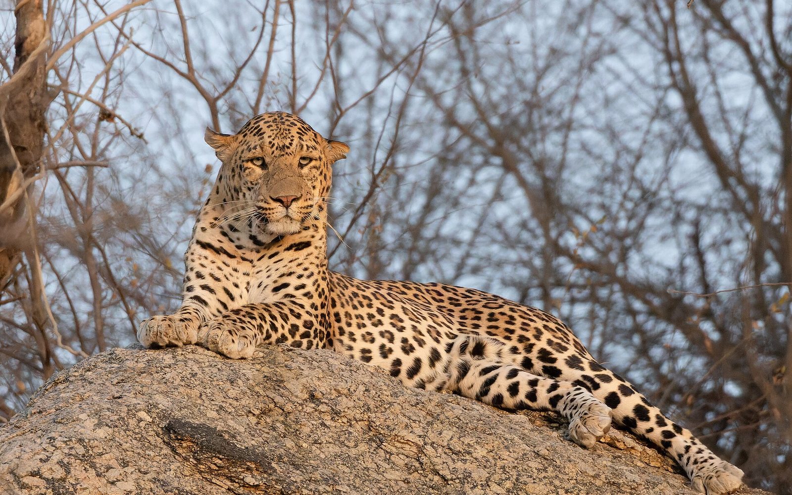 Jawai Dam & Leopard Safari